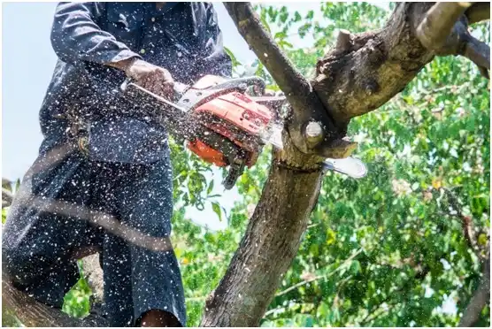 tree services Llano